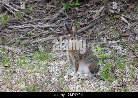 Mountain Hare (Lepus timidus) Jasper National Park Kanada Stockfoto