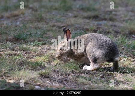 Mountain Hare (Lepus timidus) Jasper National Park Kanada Stockfoto