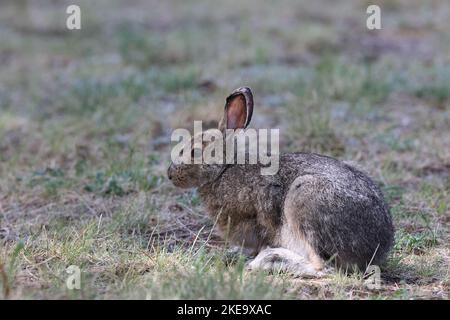 Mountain Hare (Lepus timidus) Jasper National Park Kanada Stockfoto