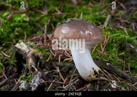 Essbarer Pilz Gomphidius glutinosus im Fichtenwald. Bekannt als schleimige Stachelkappe. Wilder Pilz wächst im Moos. Stockfoto