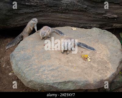 Drei niedliche Eichhörnchen oder südafrikanische Bodenhörnchen Stockfoto