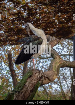 Ein Weißhalsstorch, der auf einem Baum thront Stockfoto