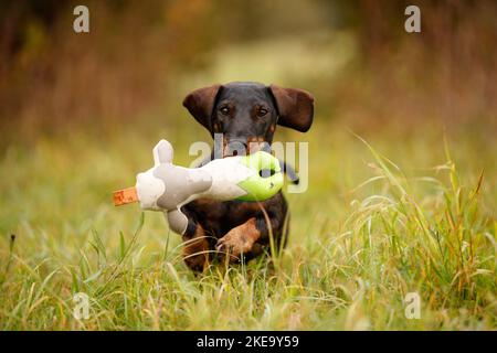 Dackel im Herbst Stockfoto