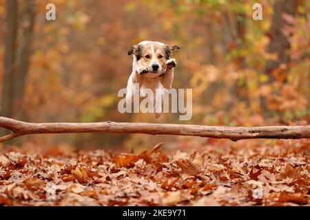 Mongrel im Herbst Stockfoto