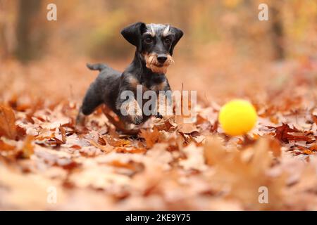 Dackel im Herbst Stockfoto