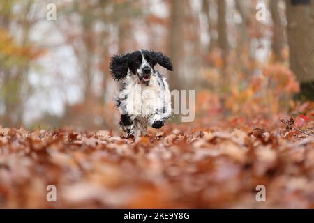 Englisch Cocker Spaniel im Herbst Stockfoto