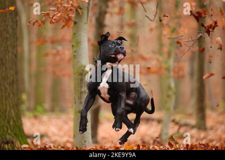 junger amerikanischer Staffordshire-Terrier Stockfoto