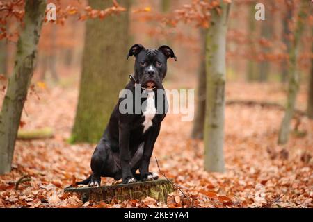 junger amerikanischer Staffordshire-Terrier Stockfoto