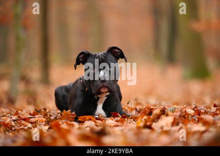 junger amerikanischer Staffordshire-Terrier Stockfoto