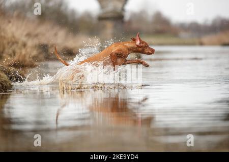 Magyar Vizsla im Herbst Stockfoto