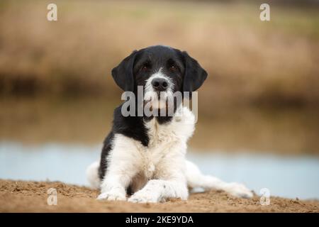 Schwarz-weißer Labradoodle Stockfoto