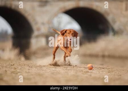 Magyar Vizsla im Herbst Stockfoto