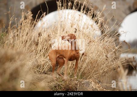 Magyar Vizsla im Herbst Stockfoto