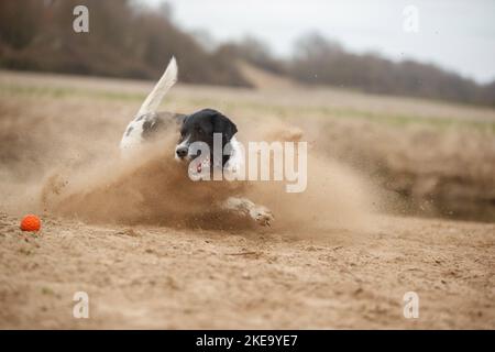 Schwarz-weißer Labradoodle Stockfoto