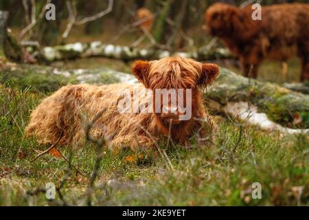 Hochlandrinder Stockfoto