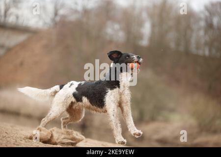 Schwarz-weißer Labradoodle Stockfoto