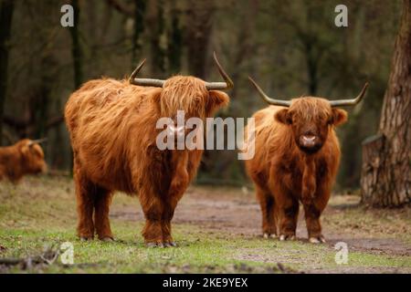 Hochlandrinder Stockfoto