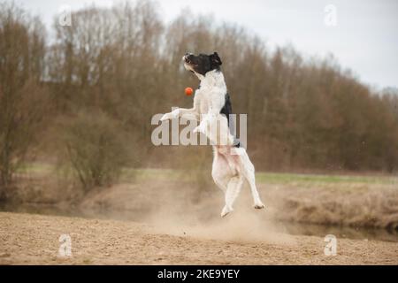 Schwarz-weißer Labradoodle Stockfoto