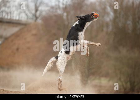 Schwarz-weißer Labradoodle Stockfoto