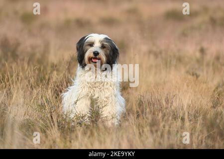 Dreifarbiger Tibetischer Terrier Stockfoto