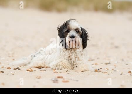 Dreifarbiger Tibetischer Terrier Stockfoto