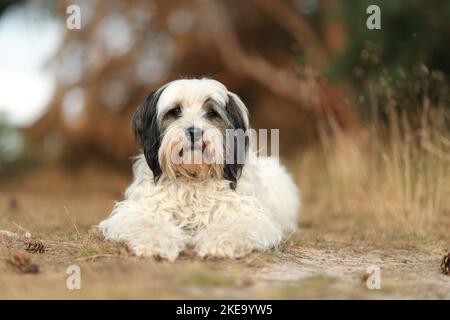 Dreifarbiger Tibetischer Terrier Stockfoto