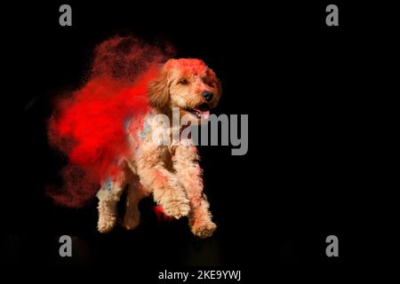 Goldendoodle beim holi-Schießen Stockfoto