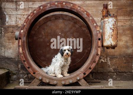 Dreifarbiger Tibetischer Terrier Stockfoto