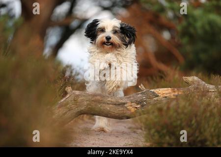 Dreifarbiger Tibetischer Terrier Stockfoto