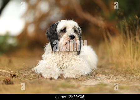 Dreifarbiger Tibetischer Terrier Stockfoto