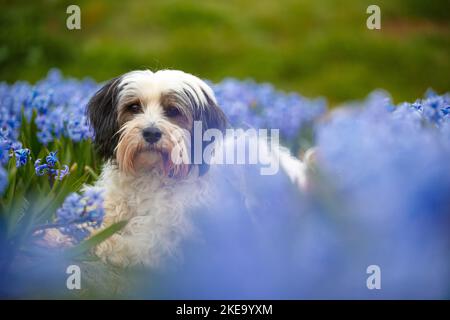 Dreifarbiger Tibetischer Terrier Stockfoto