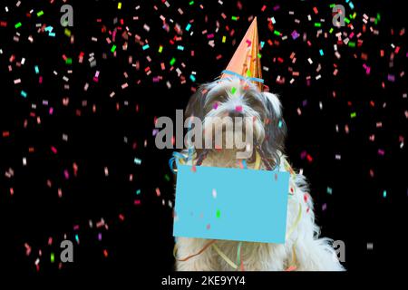 Dreifarbiger Tibetischer Terrier Stockfoto