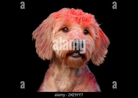 Goldendoodle beim holi-Schießen Stockfoto