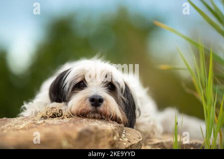 Dreifarbiger Tibetischer Terrier Stockfoto