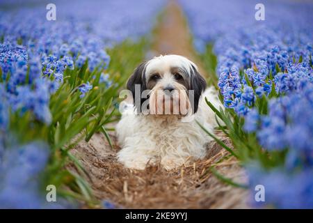 Dreifarbiger Tibetischer Terrier Stockfoto