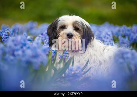 Dreifarbiger Tibetischer Terrier Stockfoto