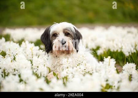 Dreifarbiger Tibetischer Terrier Stockfoto