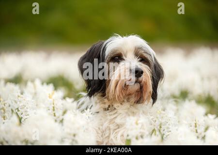 Dreifarbiger Tibetischer Terrier Stockfoto