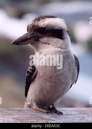 Australischer einheimischer Vogel, Kookaburra, Australien Stockfoto