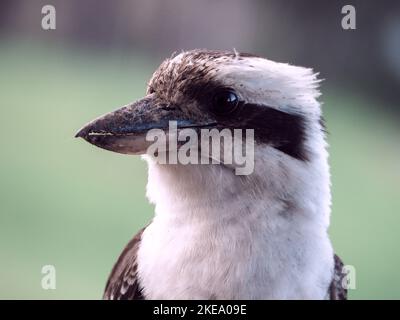 Australischer einheimischer Vogel, Kookaburra, Australien Stockfoto