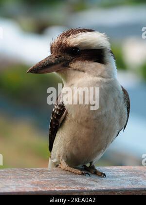 Australischer einheimischer Vogel, Kookaburra, Australien Stockfoto