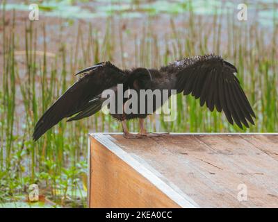 Australische Tierwelt, Vögel, Australasian Darter Bird, Kopf runter, mit Flügeln voll ausgestreckt, während es in der Sonne am Wasser trocknet Stockfoto