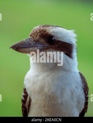 Australischer einheimischer Vogel, Kookaburra, Australien Stockfoto