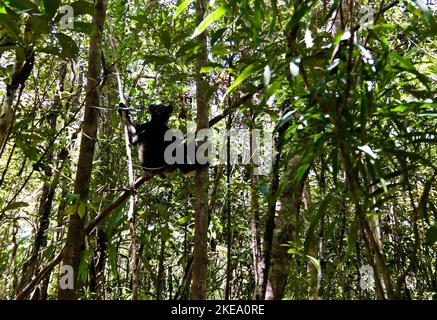Portrait von Indri Indri Lemuren auf dem Baum in der Region Atsinanana, Madagaskar Stockfoto