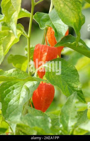 Alkekengi officinarum, Blasenkirsche, Chinesische Laterne, Japanische Laterne, Erdbeer-Erdkirsche, Winterkirsche Stockfoto