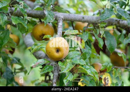 apfel Egremont Russet, Malus domestica Egremont Russet, reife Äpfel, die auf einem Baum wachsen Stockfoto