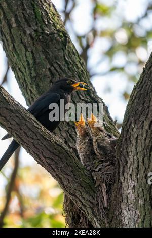 Nahaufnahme einer gemeinsamen Amsel, die ihre Jungen während des Frühlings an sonnigen Tagen füttert Stockfoto