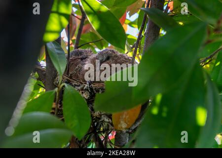 Nahaufnahme eines Nestlings einer Amsel während der Frühlingszeit an einem sonnigen Tag Stockfoto
