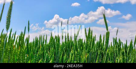 Gerste oder Weizen auf Grünland. Voll reife Stacheln. Heller, sonniger Sommertag auf dem Feld. Bild herunterladen Stockfoto