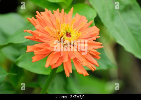 Zinnia 'Giant Dahlia Mix', Zinnia elegans 'Giant Dahlia Mix' Stockfoto